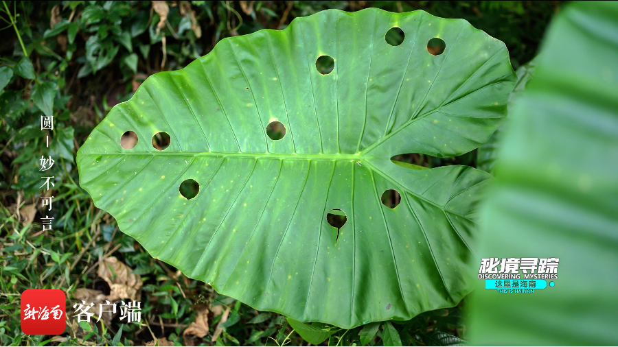 《这里是海南：秘境寻踪》第三季第九集：雨林里的昆虫“画圆高手”图1
