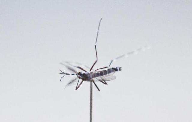 超过40℃蚊子将停止吸血活动