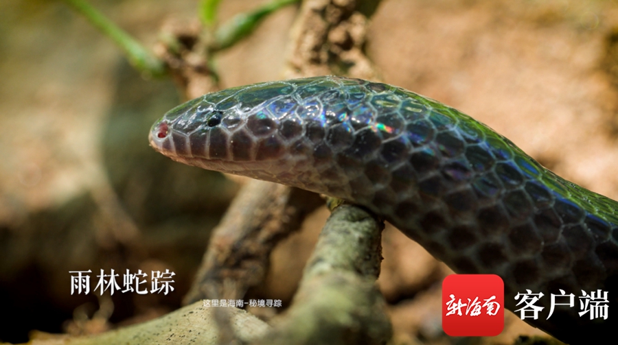 《这里是海南：秘境寻踪》第三季第八集：雨林觅蛇踪 身“穿”七彩衣的蛇你见过吗？