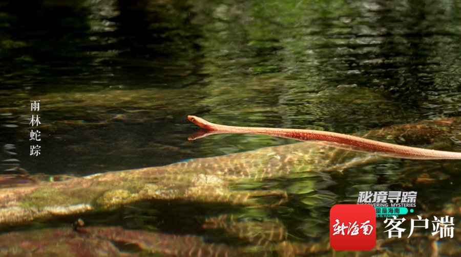 《这里是海南：秘境寻踪》第三季第八集：雨林觅蛇踪 身“穿”七彩衣的蛇你见过吗？